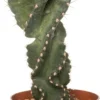 Spiraalcactus (Cereus Spiralis) D 11 H 25 Cm 1 Spiraalcactus (Cereus Spiralis) D 11 H 25 Cm -Tuinplanten Winkel 8717263716778 scaled