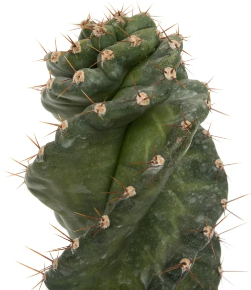 Spiraalcactus (Cereus Spiralis) D 11 H 25 Cm -Tuinplanten Winkel 8717263716778 2