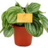 Watermeloen (Peperomia Argyreia) D 12 H 20 Cm