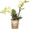Mini Vlinderorchidee 2 Tak (Phalaenopsis 'Little Kolibri') Geel D 9 H 30 Cm 1 Mini Vlinderorchidee 2 Tak (Phalaenopsis 'Little Kolibri') Geel D 9 H 30 Cm -Tuinplanten Winkel 8717263717447