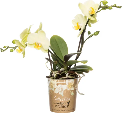 Mini Vlinderorchidee 2 Tak (Phalaenopsis 'Little Kolibri') Geel D 9 H 30 Cm