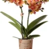 Mini Vlinderorchidee 2 Tak (Phalaenopsis Kolibri) Oranje D 9 H 40 Cm 2 Mini Vlinderorchidee 2 Tak (Phalaenopsis Kolibri) Oranje D 9 H 40 Cm -Tuinplanten Winkel 8717263717454 1