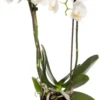 Mini Vlinderorchidee 3 Tak (Phalaenopsis 'Little Kolibri') Wit D 9 H 30 Cm -Tuinplanten Winkel 8717263717485 scaled