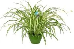 Graslelie In Hangpot (Chlorophytum Comosum 'Vittatum') D 21 H 65 Cm