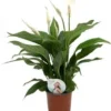 Lepelplant (Spathiphyllum 'Sweet Silvio') D 14 H 60 Cm -Tuinplanten Winkel 8717263718147