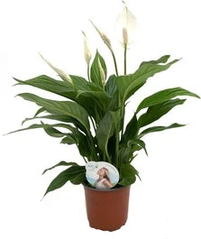 Lepelplant (Spathiphyllum 'Sweet Silvio') D 14 H 60 Cm 3 Lepelplant (Spathiphyllum 'Sweet Silvio') D 14 H 60 Cm