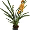 Cymbidium (Cymbidium) Oranje D 14 H 85 Cm -Tuinplanten Winkel 8717263718406
