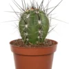 Cactus (Cactus Stetsonia 'Coryne') D 10,5 H 12 Cm -Tuinplanten Winkel 8717263719144