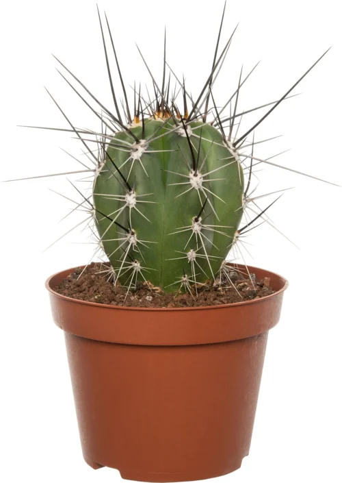 Cactus (Cactus Stetsonia 'Coryne') D 10,5 H 12 Cm