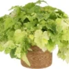 Kindje-op-moeders-schoot (Tolmiea Menziesii) D 12 H 20 Cm 2 Kindje-op-moeders-schoot (Tolmiea Menziesii) D 12 H 20 Cm -Tuinplanten Winkel 8717263719380