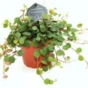 Peperomia (Peperomia 'Pepperspot') D 11 H 25 Cm -Tuinplanten Winkel 8717263719427