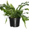 Krokodillenvaren (Microsorum Mussifolium 'Crocodylus') D 23 H 60 Cm -Tuinplanten Winkel 8717263720089