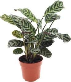 Ctenanthe (Ctenanthe Burle-marxii) D 12 H 25 Cm