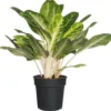 Aglaonema (Aglaonema 'Keylime') D 24 H 70 Cm -Tuinplanten Winkel 8717263720805