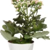 Kalanchoë (Kalanchoë 'Femini Pink') D 14 H 40 Cm 2 Kalanchoë (Kalanchoë 'Femini Pink') D 14 H 40 Cm -Tuinplanten Winkel 8717263720881