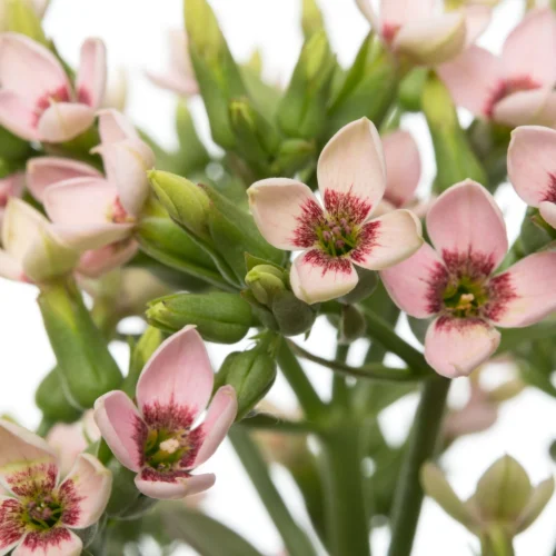 Kalanchoë (Kalanchoë 'Femini Pink') D 14 H 40 Cm -Tuinplanten Winkel 8717263720881 2