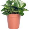 Peperomia (Peperomia Obtusa 'Variegata') D 11 H 25 Cm 1 Peperomia (Peperomia Obtusa 'Variegata') D 11 H 25 Cm -Tuinplanten Winkel 8717263720973