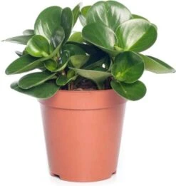 Peperomia (Peperomia Obtusa 'Variegata') D 11 H 25 Cm
