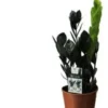Zwarte Zamioculcas (Zamioculcas 'Raven') D 14 H 45 Cm 1 Zwarte Zamioculcas (Zamioculcas 'Raven') D 14 H 45 Cm -Tuinplanten Winkel 8717263721543 1