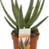 Aloë (Aloë 'Dannyz') D 10,5 H 18 Cm 1 Aloë (Aloë 'Dannyz') D 10,5 H 18 Cm -Tuinplanten Winkel 8717263721550