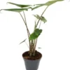 Olifantsoor (Alocasia Zebrina) D 17 H 60 Cm 2 Olifantsoor (Alocasia Zebrina) D 17 H 60 Cm -Tuinplanten Winkel 8717263721932