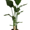 Paradijsvogelplant (Strelitzia Nicolai) D 21 H 100 Cm -Tuinplanten Winkel 8717263722809
