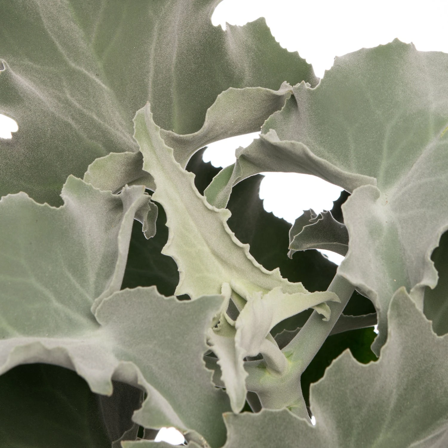 Kalanchoë (Kalanchoë Beharensis) D 13 H 30 Cm 4 Kalanchoë (Kalanchoë Beharensis) D 13 H 30 Cm - Afbeelding 2