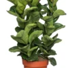 Vioolbladplant (Ficus Lyrata 'Bambino') D 21 H 70 Cm -Tuinplanten Winkel 8717263723660