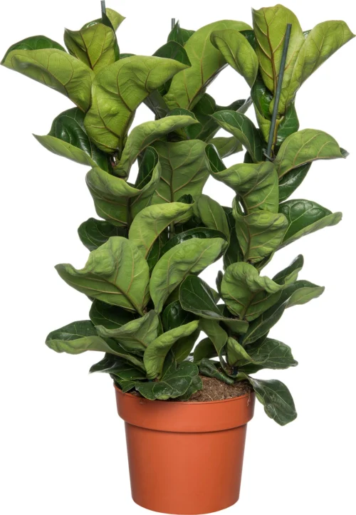 Vioolbladplant (Ficus Lyrata 'Bambino') D 21 H 70 Cm