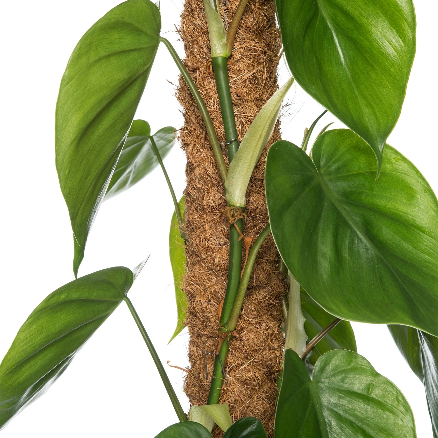 Philodendron (Philodendron Scandens) D 27 H 150 Cm 4 Philodendron (Philodendron Scandens) D 27 H 150 Cm - Afbeelding 2