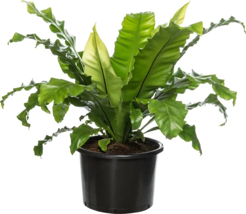 Nestvaren (Asplenium Nidus) D 37 H 80 Cm
