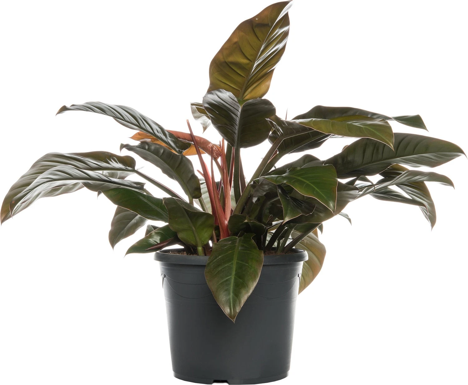 Philodendron (Philodendron 'Imperial Red') D 24 H 65 Cm 3 Philodendron (Philodendron 'Imperial Red') D 24 H 65 Cm