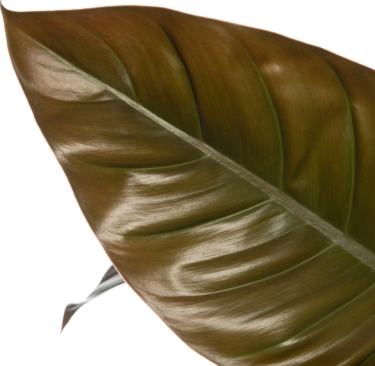 Philodendron (Philodendron 'Imperial Red') D 24 H 65 Cm 4 Philodendron (Philodendron 'Imperial Red') D 24 H 65 Cm - Afbeelding 2