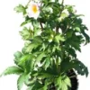 Herfstanemoon (Anemone Hybrida 'Elfin Swan') D 17 H 50 Cm 1 Herfstanemoon (Anemone Hybrida 'Elfin Swan') D 17 H 50 Cm -Tuinplanten Winkel 8717263750185
