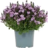 Kruipklokje (Campanula Poscharskyana 'Ambella Purple') D 12 H 25 Cm -Tuinplanten Winkel 8717263750956 1
