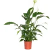 Lepelplant (Spathiphyllum 'Bingo Cupido') D 19 H 80 Cm -Tuinplanten Winkel 8717263760962