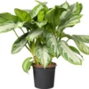 Aglaonema (Aglaonema 'Silver Bay') D 21 H 55 Cm -Tuinplanten Winkel 8717263761587 1