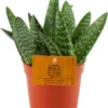 Aloë (Aloe 'Paradisicum') D 10,5 H 15 Cm -Tuinplanten Winkel 8717263761785
