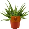 Spinnenplant (Aloe 'Spider') D 10,5 H 15 Cm -Tuinplanten Winkel 8717263761792