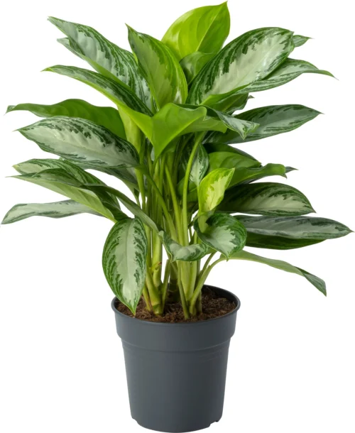 Aglaonema (Aglaonema 'Silver Bay') D 24 H 65 Cm