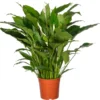 Lepelplant (Spathiphyllum 'Sweet Sebastiano') D 27 H 140 Cm -Tuinplanten Winkel 8717263763116