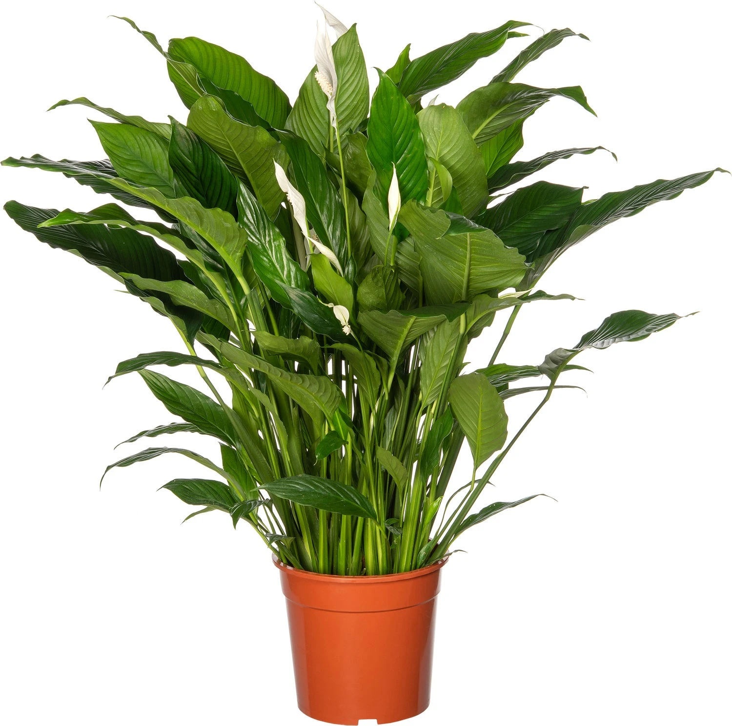Lepelplant (Spathiphyllum 'Sweet Sebastiano') D 27 H 140 Cm 3 Lepelplant (Spathiphyllum 'Sweet Sebastiano') D 27 H 140 Cm