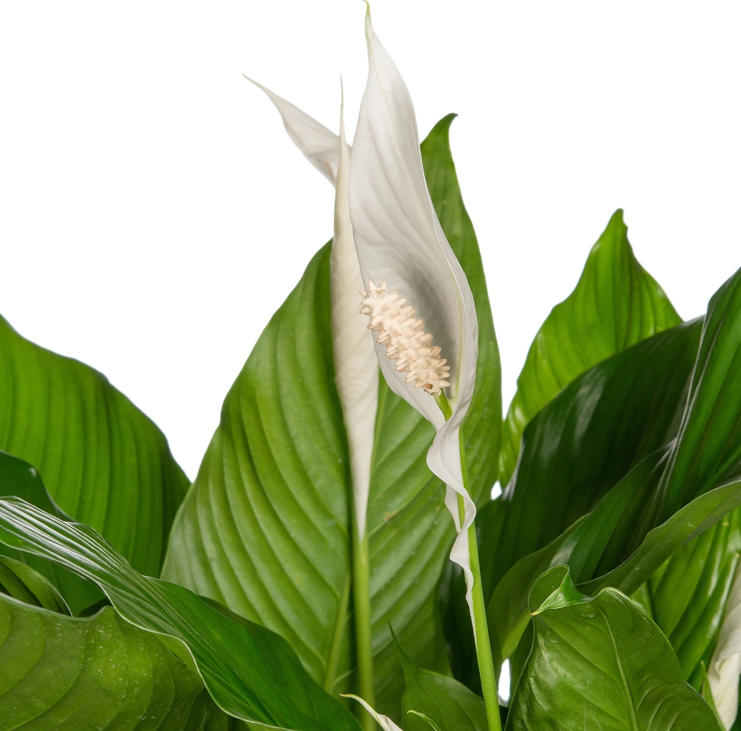 Lepelplant (Spathiphyllum 'Sweet Sebastiano') D 27 H 140 Cm 4 Lepelplant (Spathiphyllum 'Sweet Sebastiano') D 27 H 140 Cm - Afbeelding 2