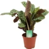 Gebedsplant (Ctenanthe Amagris 'Burle Marxie') D 14 H 25 Cm 1 Gebedsplant (Ctenanthe Amagris 'Burle Marxie') D 14 H 25 Cm -Tuinplanten Winkel 8717263763123 1