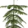 Kamerden (Araucaria Heterophylla) D 14 H 60 Cm