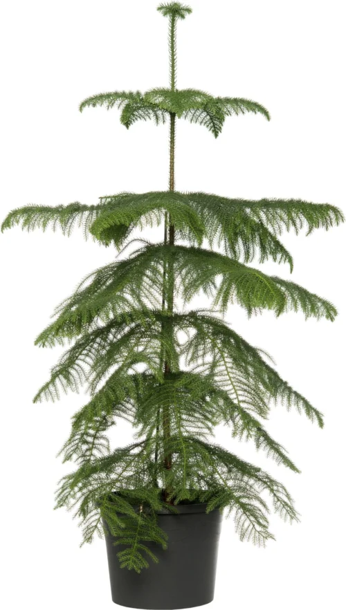 Kamerden (Araucaria Heterophylla) D 14 H 60 Cm