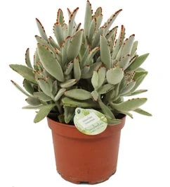 Pandaplant (Kalanchoë Tomentosa) D 14 H 27,5 Cm