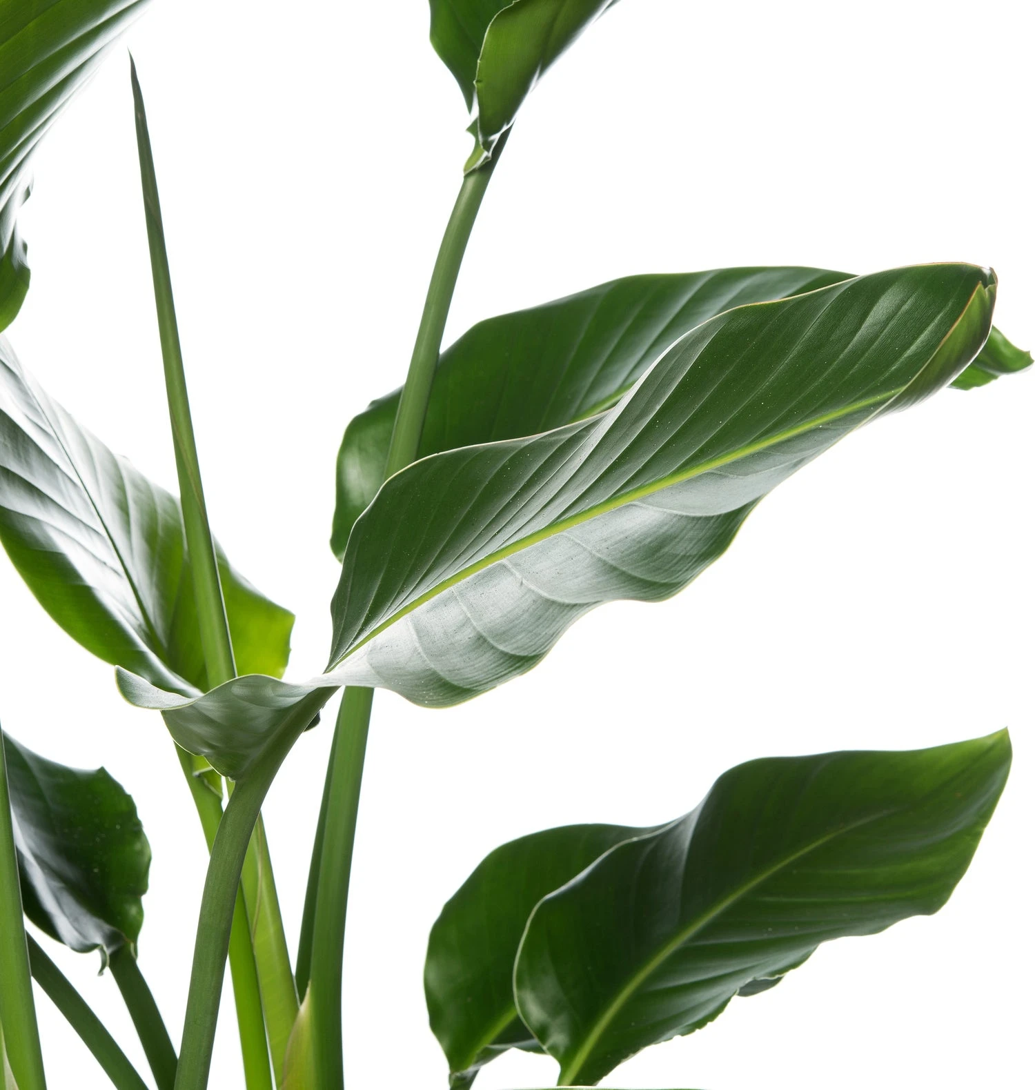 Paradijsvogelplant (Strelitzia Nicolai) D 27 H 140 Cm 4 Paradijsvogelplant (Strelitzia Nicolai) D 27 H 140 Cm - Afbeelding 2