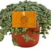 Kanonplantje (Pilea Glauca 'Greyzy') D 10,5 H 15 Cm 1 Kanonplantje (Pilea Glauca 'Greyzy') D 10,5 H 15 Cm -Tuinplanten Winkel 8717263764823