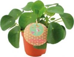 Pannenkoekenplant (Pilea Peperomioides) D 10,5 H 15 Cm